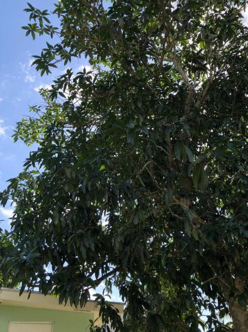 Mango Leaf * Nassau